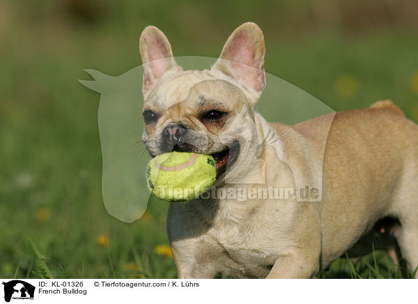 French Bulldog / KL-01326