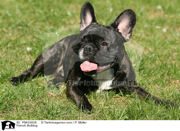 French Bulldog / PM-03838