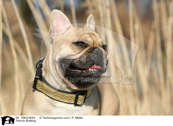French Bulldog / PM-03854