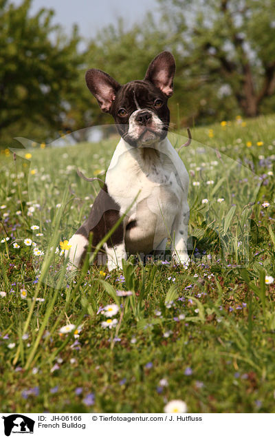 Franzsische Bulldogge / French Bulldog / JH-06166