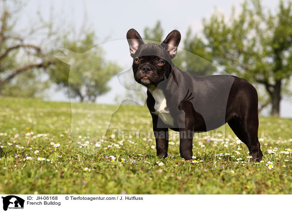Franzsische Bulldogge / French Bulldog / JH-06168