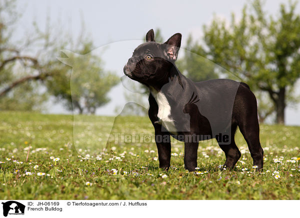 Franzsische Bulldogge / French Bulldog / JH-06169