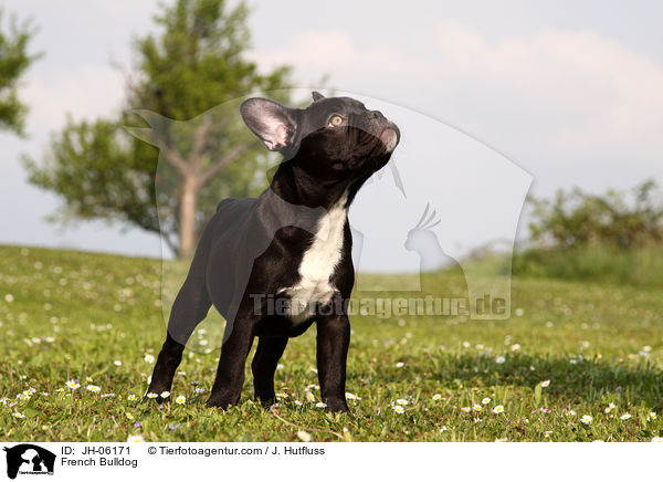 French Bulldog / JH-06171