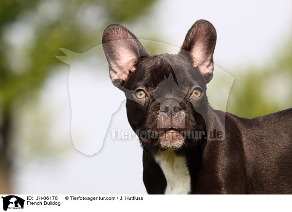 Franzsische Bulldogge / French Bulldog / JH-06178
