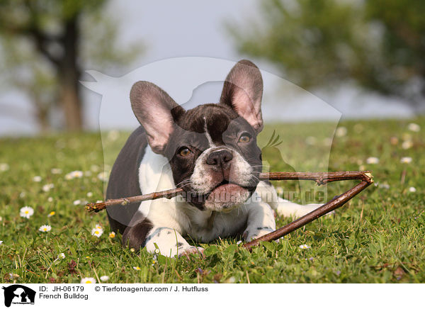 Franzsische Bulldogge / French Bulldog / JH-06179