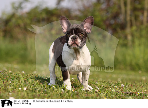 Franzsische Bulldogge / French Bulldog / JH-06180