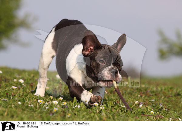 Franzsische Bulldogge / French Bulldog / JH-06181