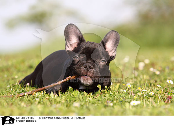 Franzsische Bulldogge / French Bulldog / JH-06183