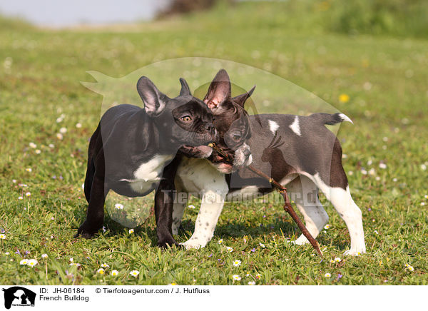 French Bulldog / JH-06184