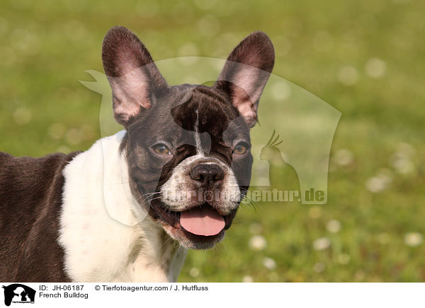 French Bulldog / JH-06187