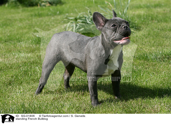 standing French Bulldog / SG-01806
