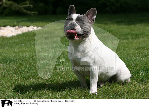 sitzende Franzsische Bulldogge / sitting French Bulldog / SG-01810