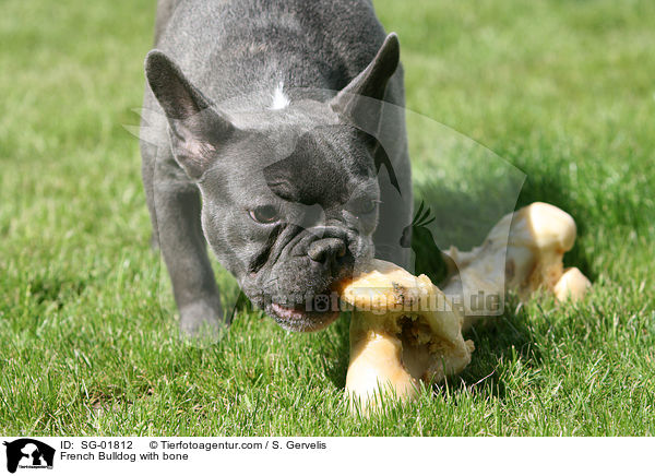 Franzsische Bulldogge mit Knochen / French Bulldog with bone / SG-01812
