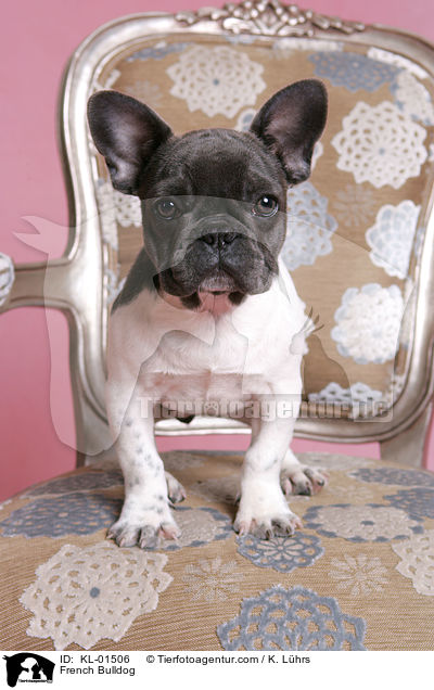 Franzsische Bulldogge / French Bulldog / KL-01506