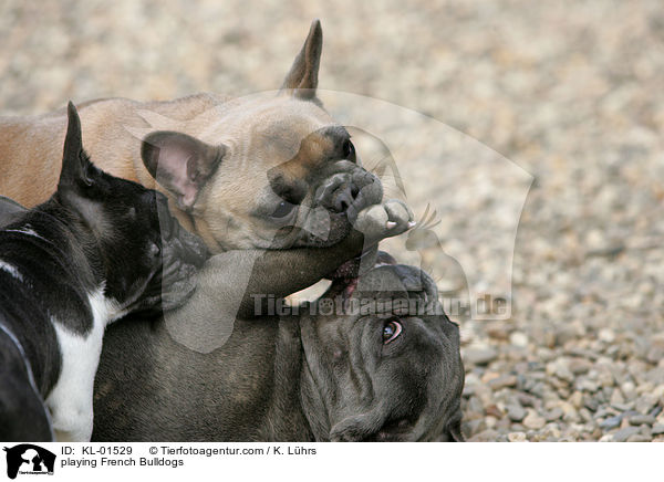playing French Bulldogs / KL-01529