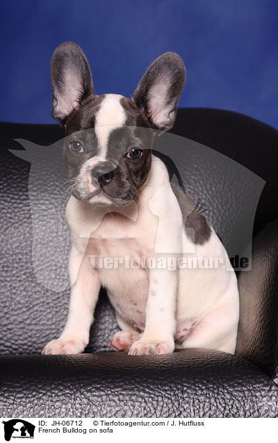 French Bulldog auf Sofa / French Bulldog on sofa / JH-06712