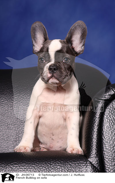 French Bulldog auf Sofa / French Bulldog on sofa / JH-06713