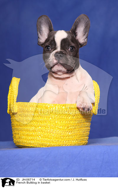 Franzsische Bulldogge im Krbchen / French Bulldog in basket / JH-06714