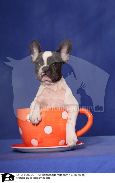 French Bulld puppy in cup / JH-06720