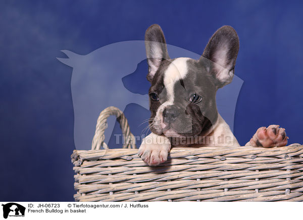 French Bulldog in basket / JH-06723