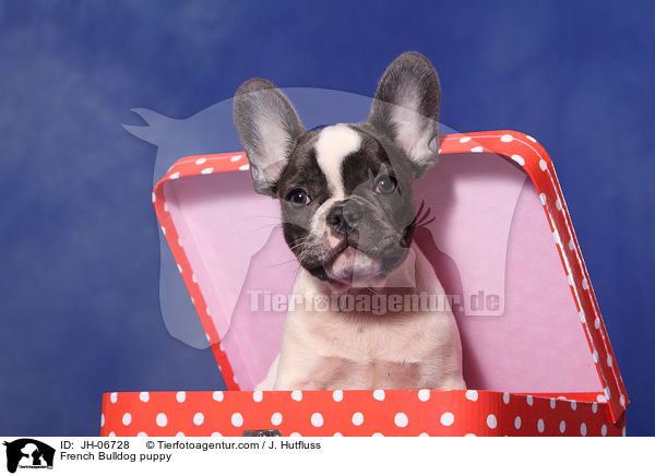 Franzsische Bulldogge Welpe / French Bulldog puppy / JH-06728