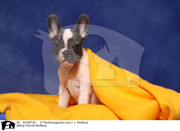 sitzende Franzsische Bulldogge / sitting French Bulldog / JH-06733