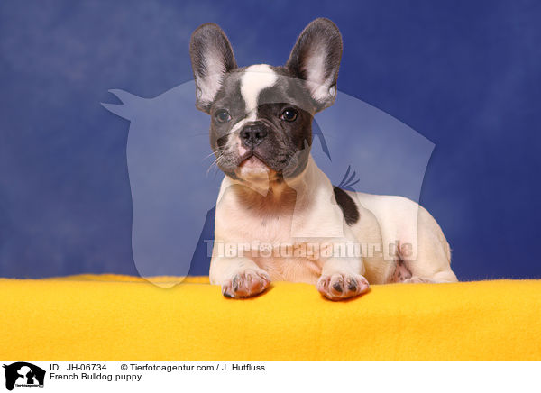 Franzsische Bulldogge Welpe / French Bulldog puppy / JH-06734