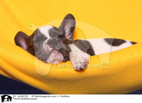 Franzsische Bulldogge Welpe / French Bulldog puppy / JH-06735