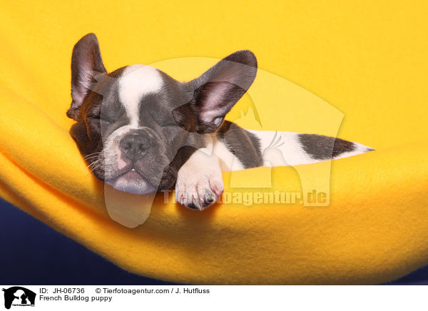 Franzsische Bulldogge Welpe / French Bulldog puppy / JH-06736