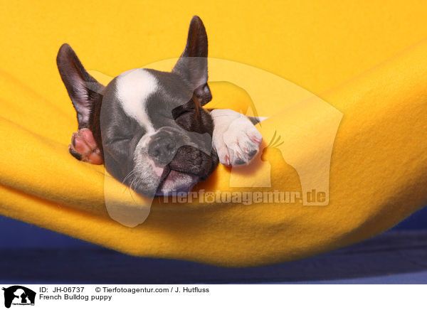 Franzsische Bulldogge Welpe / French Bulldog puppy / JH-06737