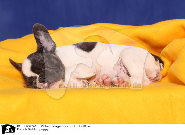 Franzsische Bulldogge Welpe / French Bulldog puppy / JH-06741
