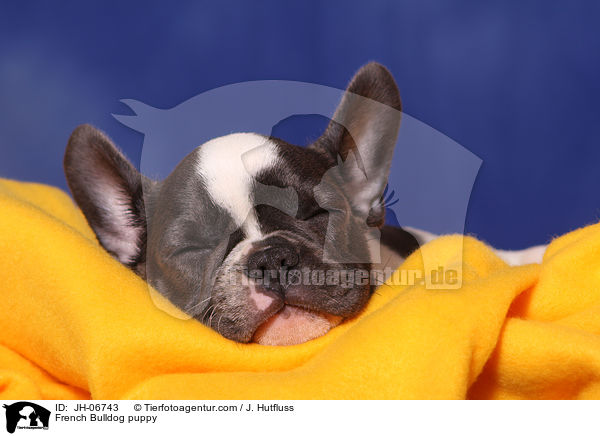 Franzsische Bulldogge Welpe / French Bulldog puppy / JH-06743