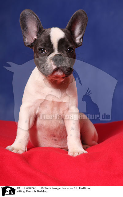 sitzende Franzsische Bulldogge / sitting French Bulldog / JH-06748