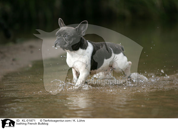 bathing French Bulldog / KL-01871