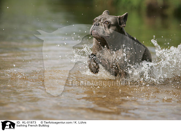 badende Franzsische Bulldogge / bathing French Bulldog / KL-01873