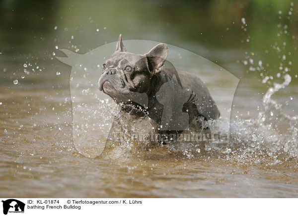 badende Franzsische Bulldogge / bathing French Bulldog / KL-01874