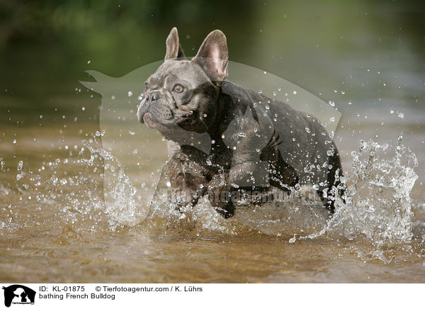 badende Franzsische Bulldogge / bathing French Bulldog / KL-01875