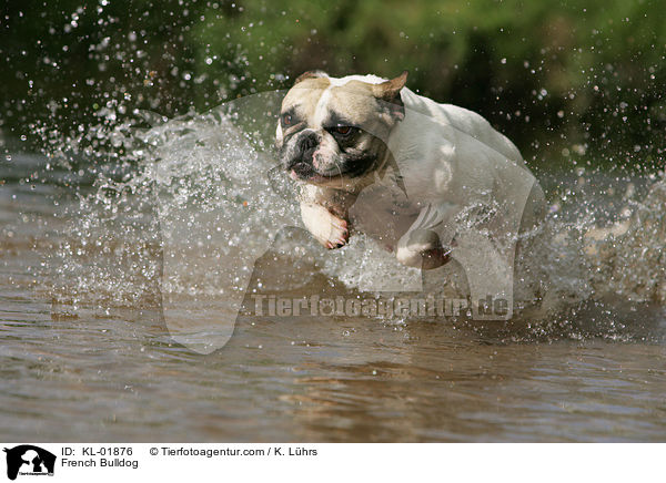 French Bulldog / KL-01876