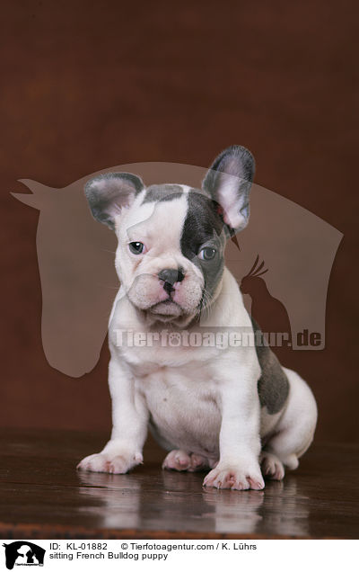 sitting French Bulldog puppy / KL-01882