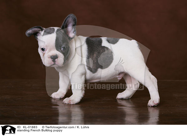 standing French Bulldog puppy / KL-01883