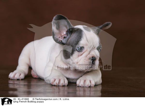 liegender Franzsische Bulldoggen Welpe / lying French Bulldog puppy / KL-01886