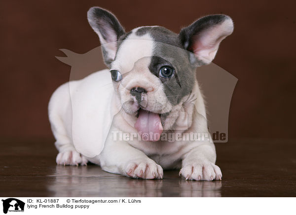 lying French Bulldog puppy / KL-01887