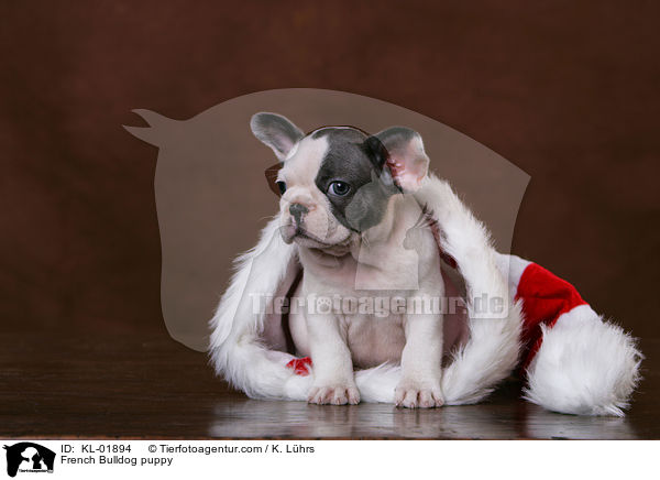 Franzsische Bulldogge Welpe / French Bulldog puppy / KL-01894