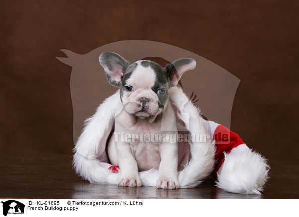 French Bulldog puppy / KL-01895