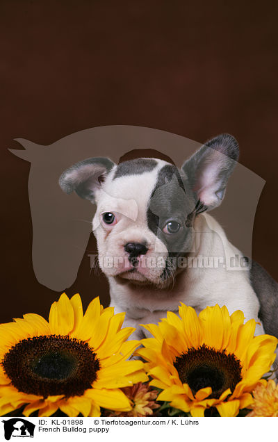 French Bulldog puppy / KL-01898