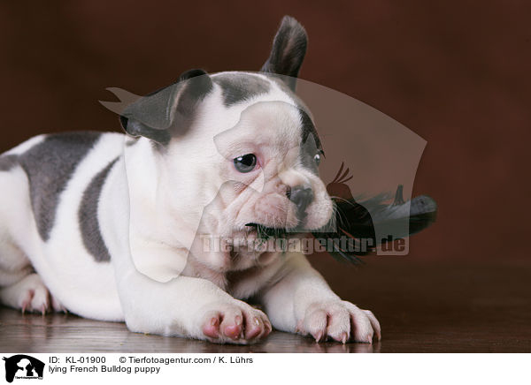 lying French Bulldog puppy / KL-01900