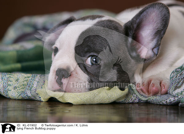 lying French Bulldog puppy / KL-01902