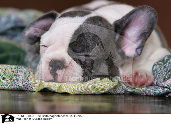 lying French Bulldog puppy / KL-01903