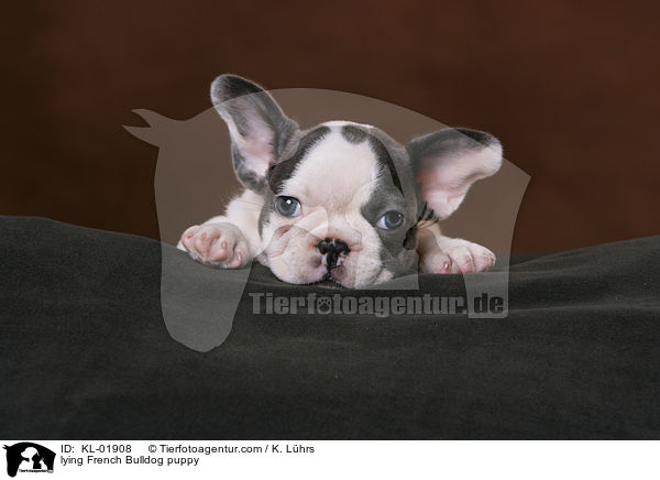 liegender Franzsische Bulldoggen Welpe / lying French Bulldog puppy / KL-01908