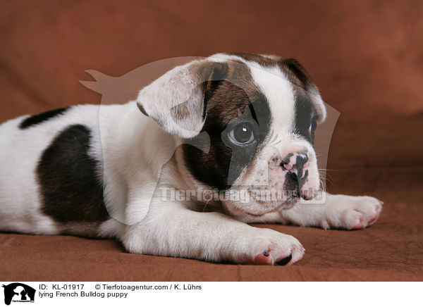 lying French Bulldog puppy / KL-01917
